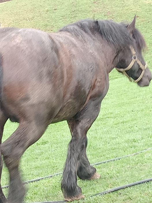 Armăsar cine dorește 3-4 ani