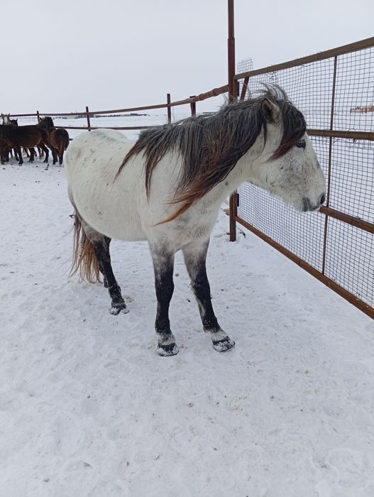 Ағыр сатамын. Үйірде жүр