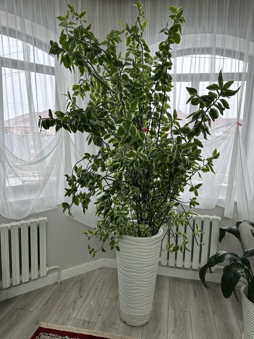 Педилантус 2.5 метра