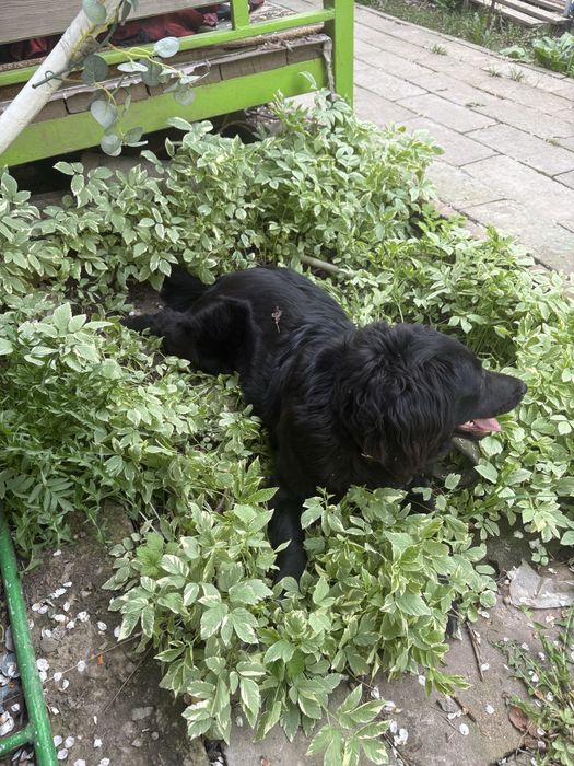 Собачка девочка