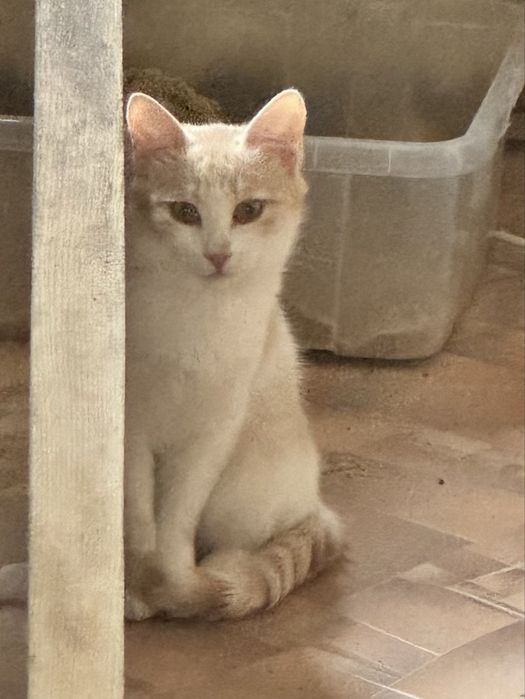 Отдам котика, мальчик