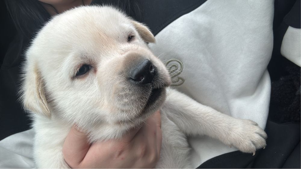 продам лабрадора