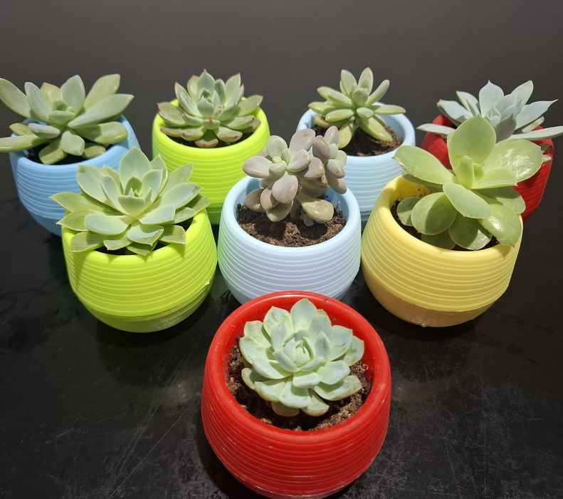 Каменные розы (суккуленты)