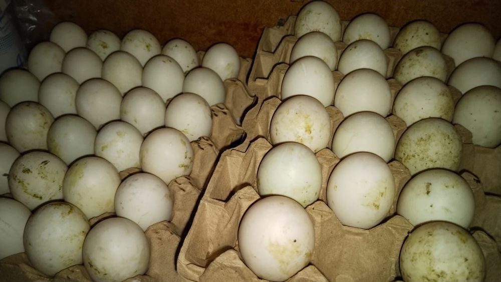 Үйрек сатылады бағасы 7000