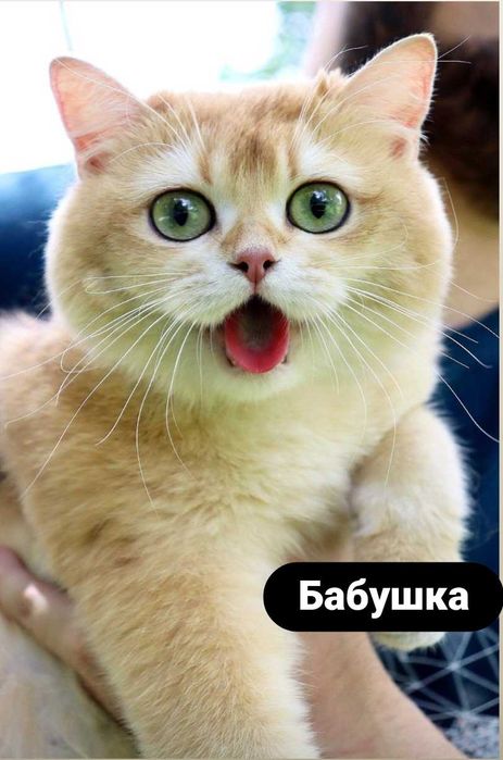 Продаются котята шотландской вислоухой породы (окрас «шиншилла»)!
