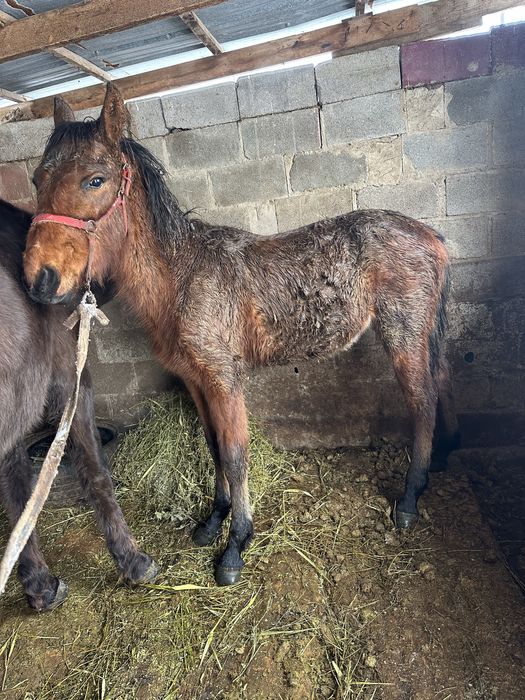 Тай лошадь жеребчик