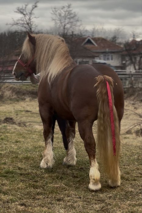 Super Armasarii pentru Montă Publică sau Vânzare !