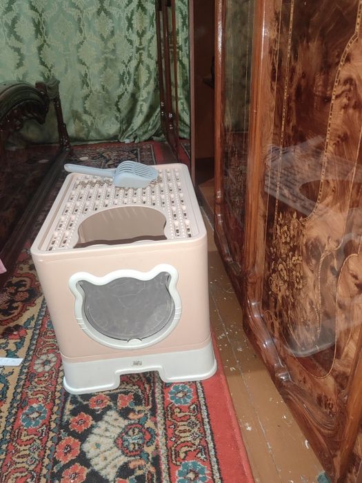 мушук сотилади.серебристый шиншила 1 ёш кузи яшил ТОЗА КОН