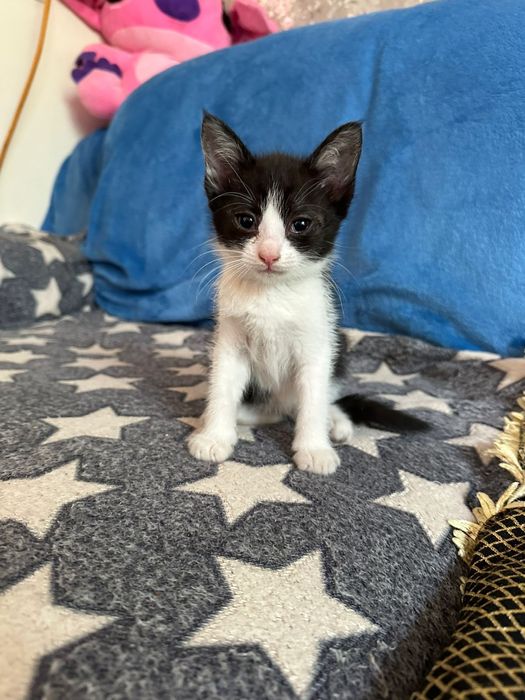 Котят в добрые руки