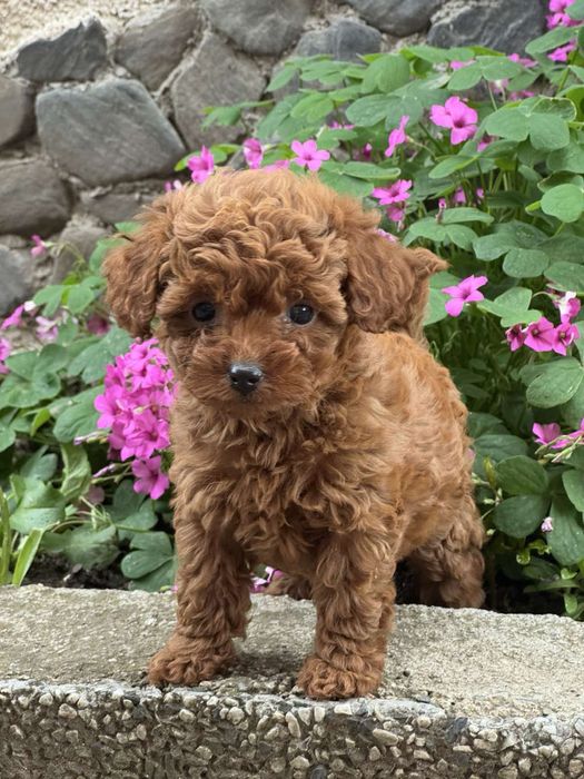 Пудел Той/Poodle Toy