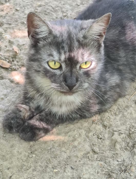 Молодая кошка ищет дом