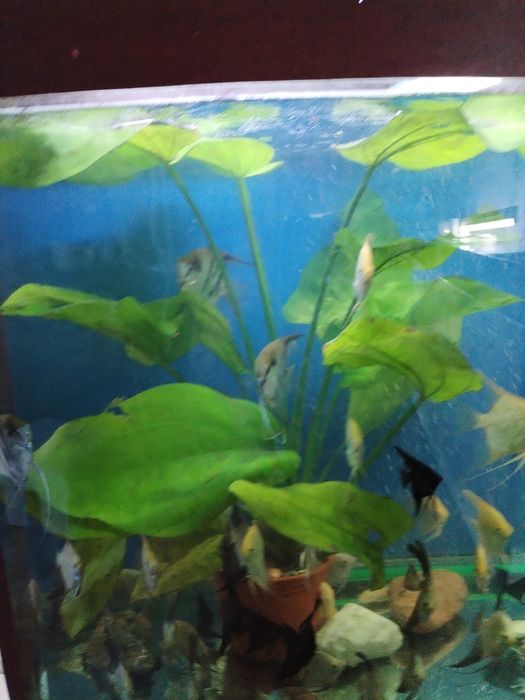 Продажа аквариумных растений