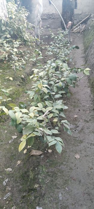 Лимон  кучатлари сотилади