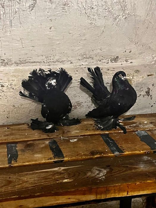 Продам голубей статных