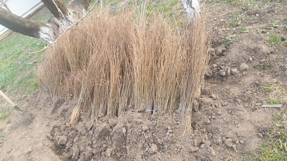 Salcâm la 80 de bani