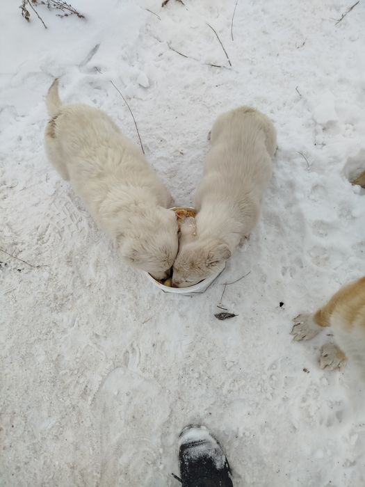 Отдам щенков бесплатно два мальчика и девочка