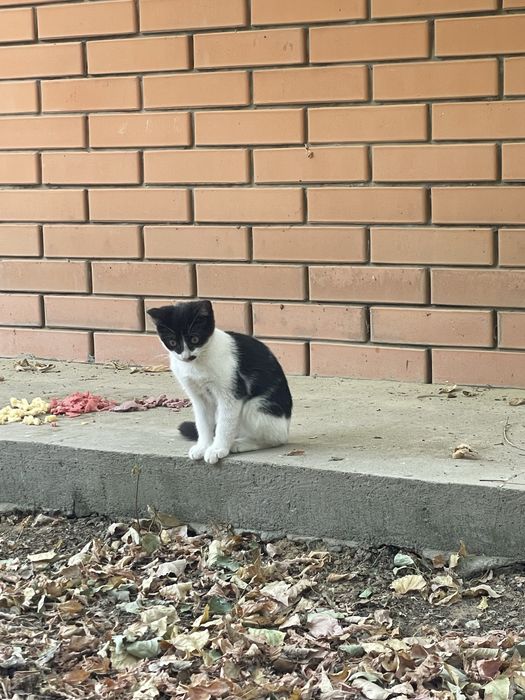 Отдам котят в добрые руки. Котята
