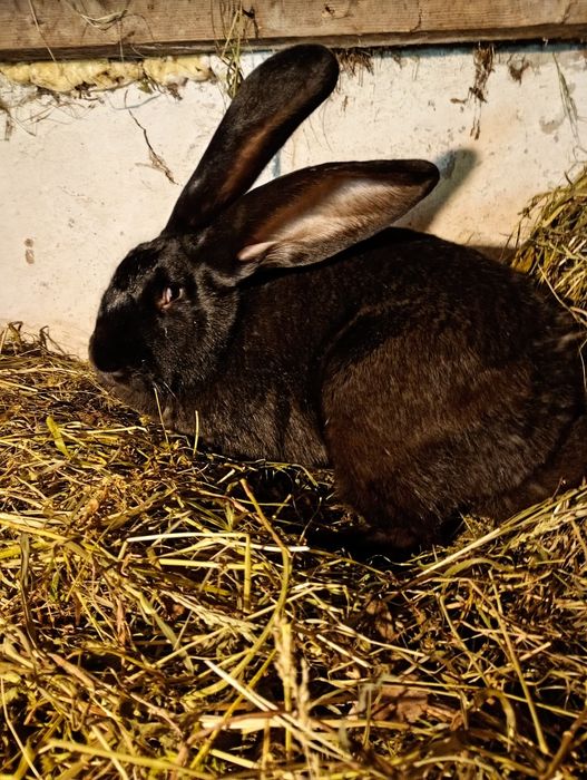 Vind iepuroica uriaș german 7 luni