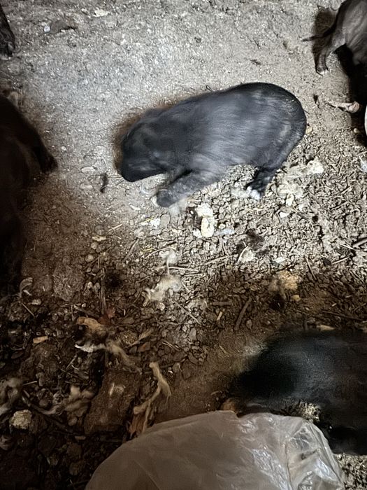 Ищем любящих и добрых хозяев!