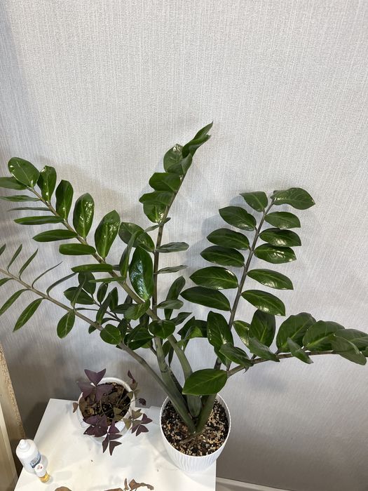 Продам замиокулькас