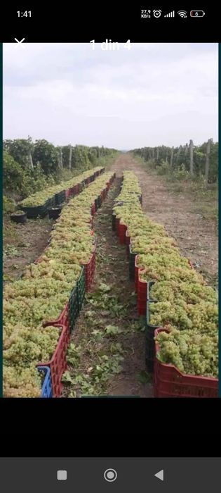 Vând struguri de vin transport gratuit in tuata țara 0724879073