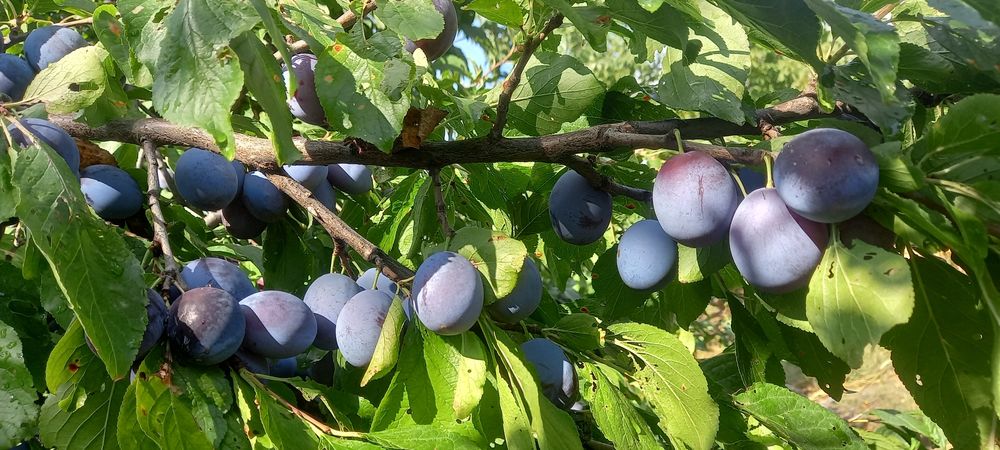 Prune pentru țuică (Goldane)