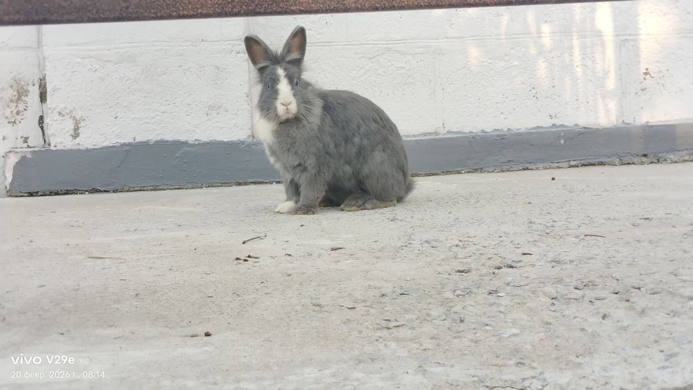 Чисто декоративные кролчата