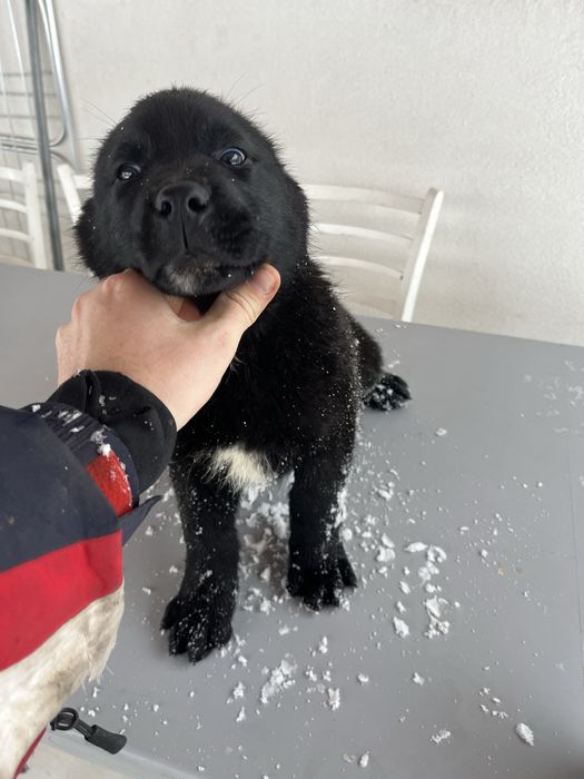 Donez căței Rottweiler cu ciobanesc