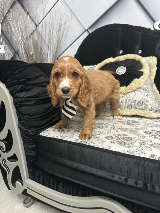 Cocker Spaniel Baiat 2 luni