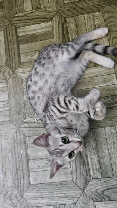 Отдам котенка в хорошие руки