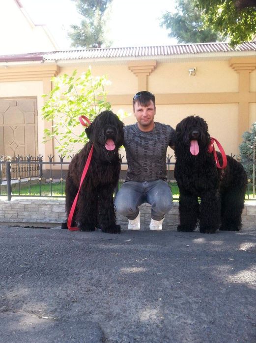 Передержка животных! Професиональная Любовь и забота о вашем любимце