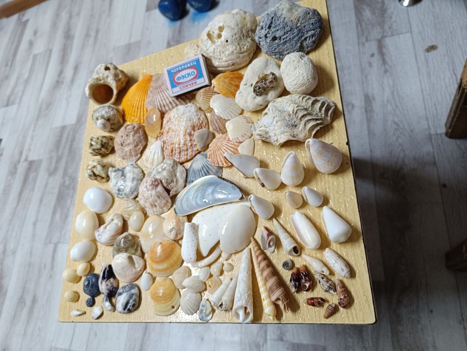 Продаются ракушки.