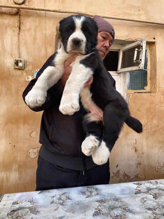 Щенок Алабая супер Гигант