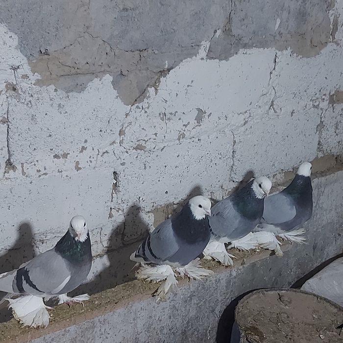 Маздоки  3 пара  есть