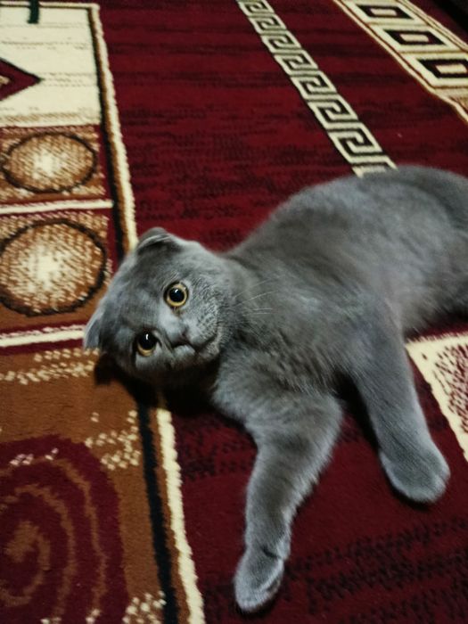 Scottish Fold mushuk