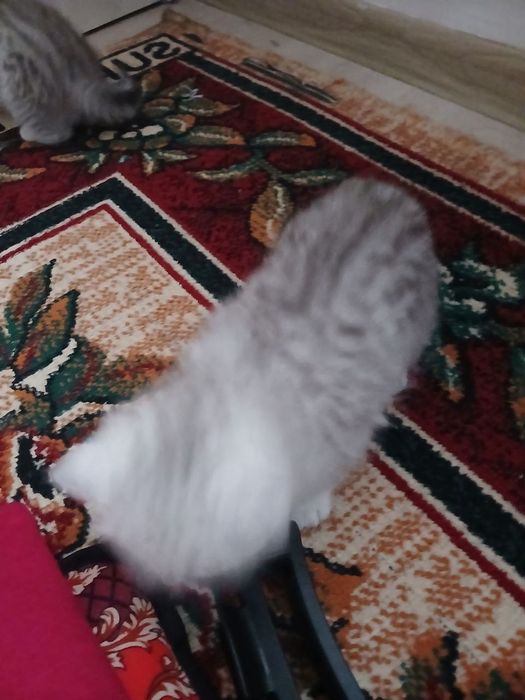 Parodniy Mushuk bolasi 2ta