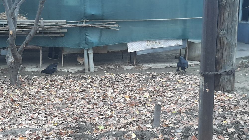 2ta jo'ja tovuq sotiladi