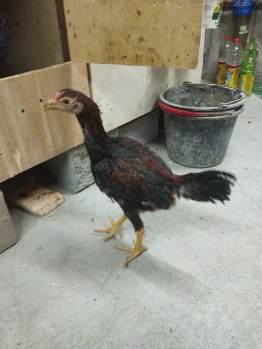 Продам дакан цыплят