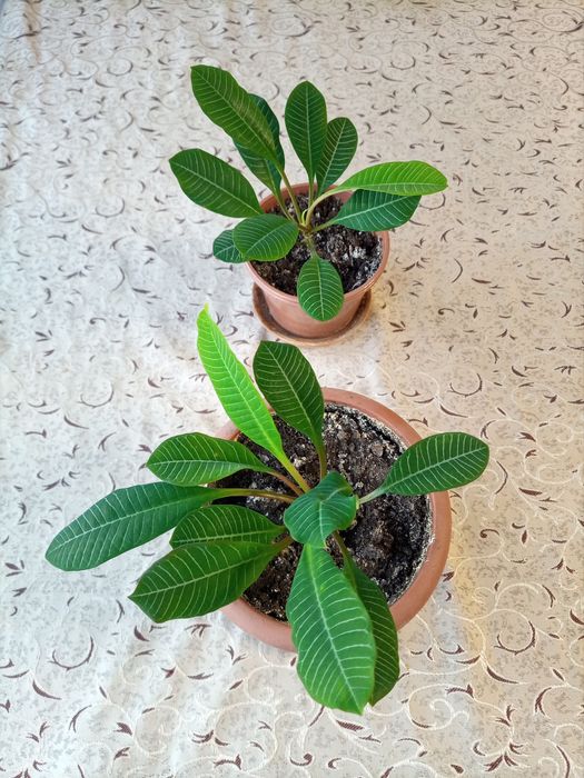 Молочай, комнатное растение.