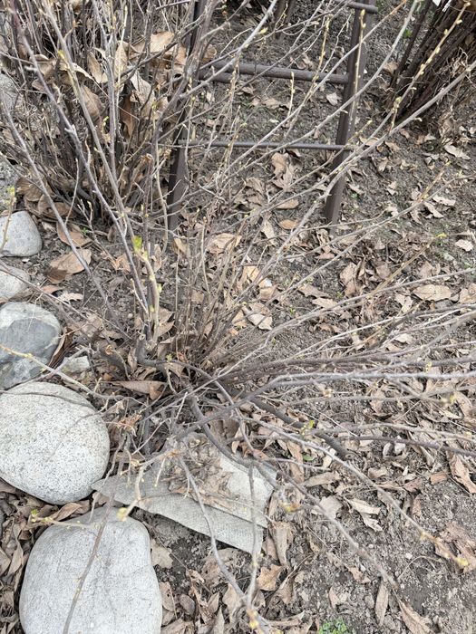 Саженцы Розы, смородины