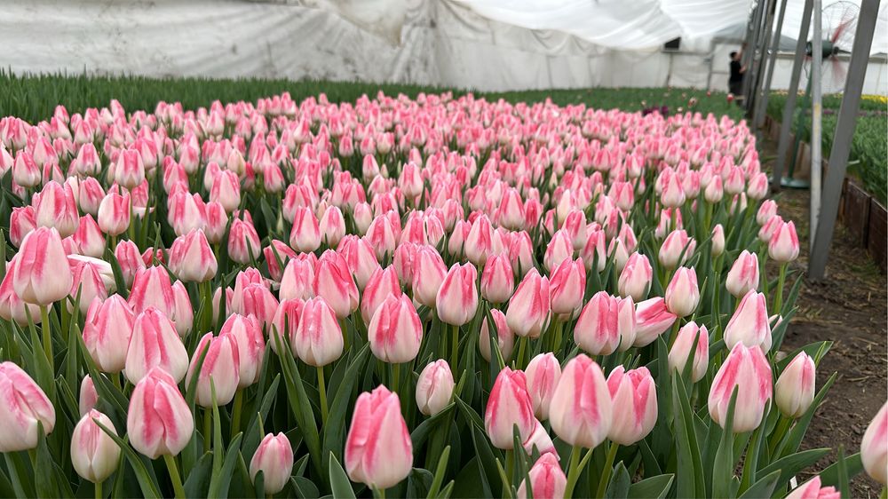 Тюльпаны оптом.