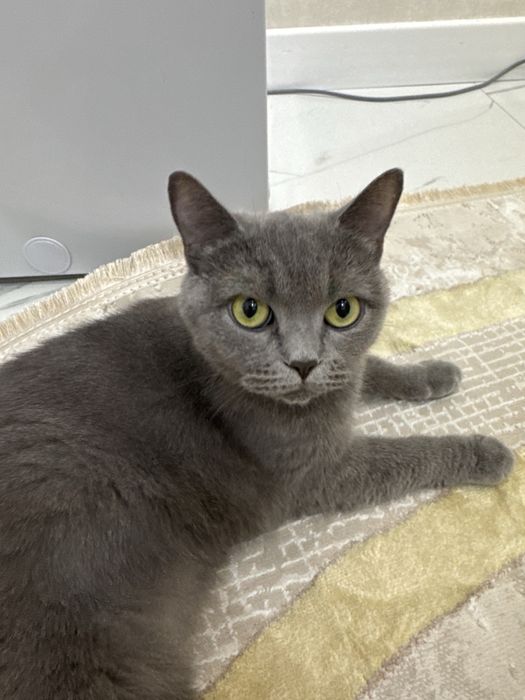 Отдам британку(shorthair) в хорошие руки