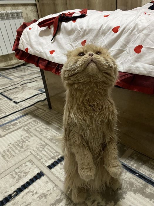 Scottish Fold mushukcha sotiladi!