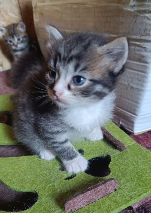 Котята! В добрые руки ! Бесплатно!
