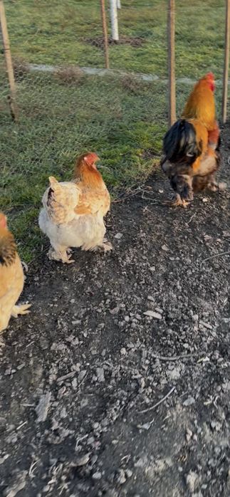 Oua brahma  herminat deschis si potarnichiu