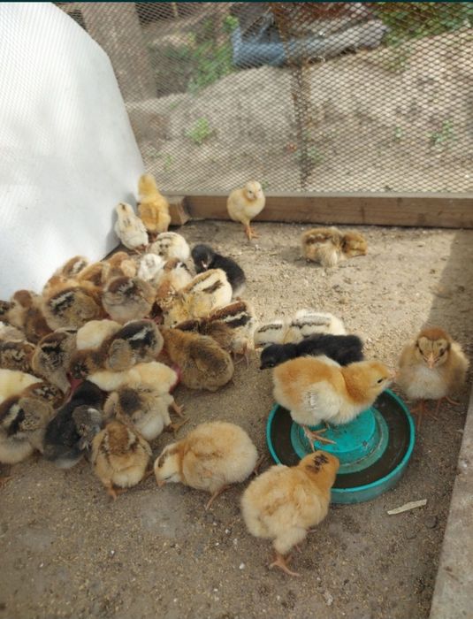 Суточные цыплята