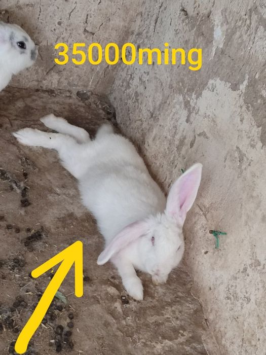 Quyonlar arzon NAVOIY