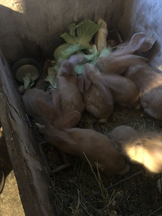 Vand iepuri  si iepuroaica