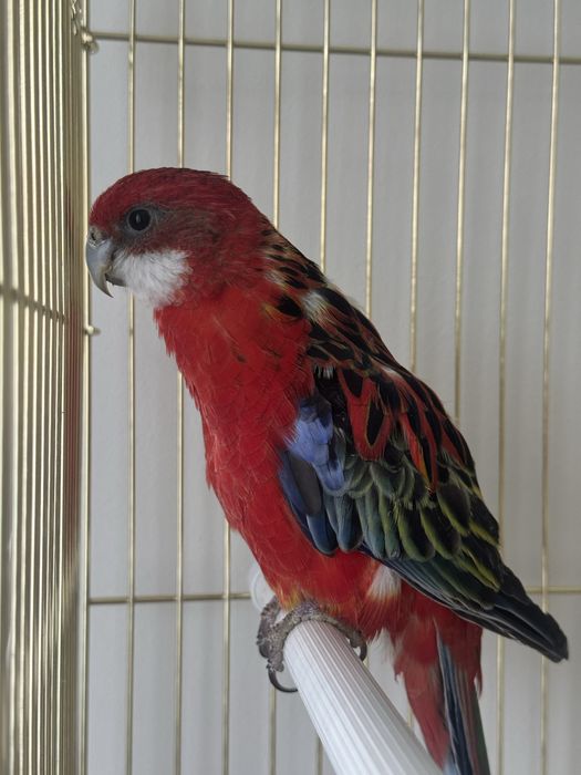 Попугай Розелла ручной