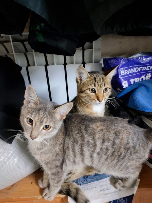 Отдам котят   в добрые руки